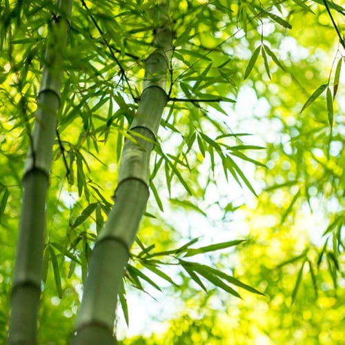 bamboo-branch-forest-beautiful-green-nature